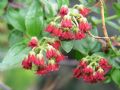 Coriaria myrtifolia